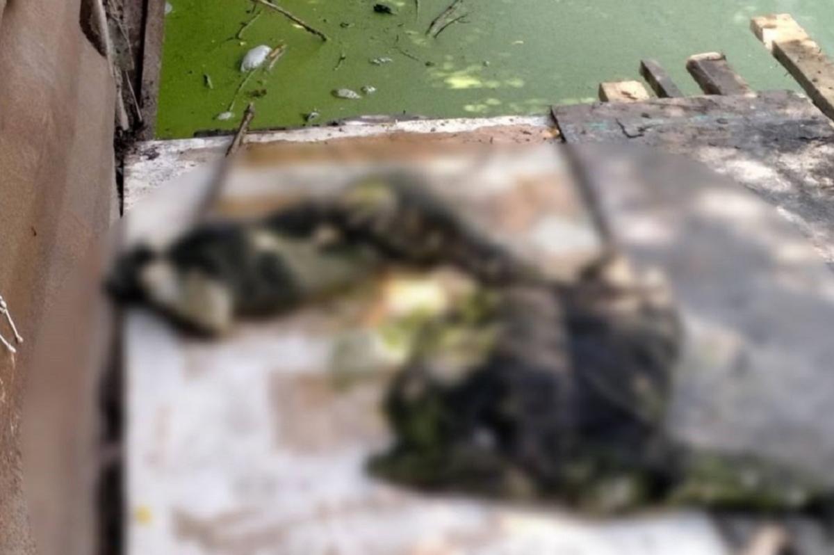 В водоеме в Новой Москве найдены останки человека, СКР начал доследственную проверку В водоеме в Новой Москве найдены останки человека, СКР начал доследственную проверку