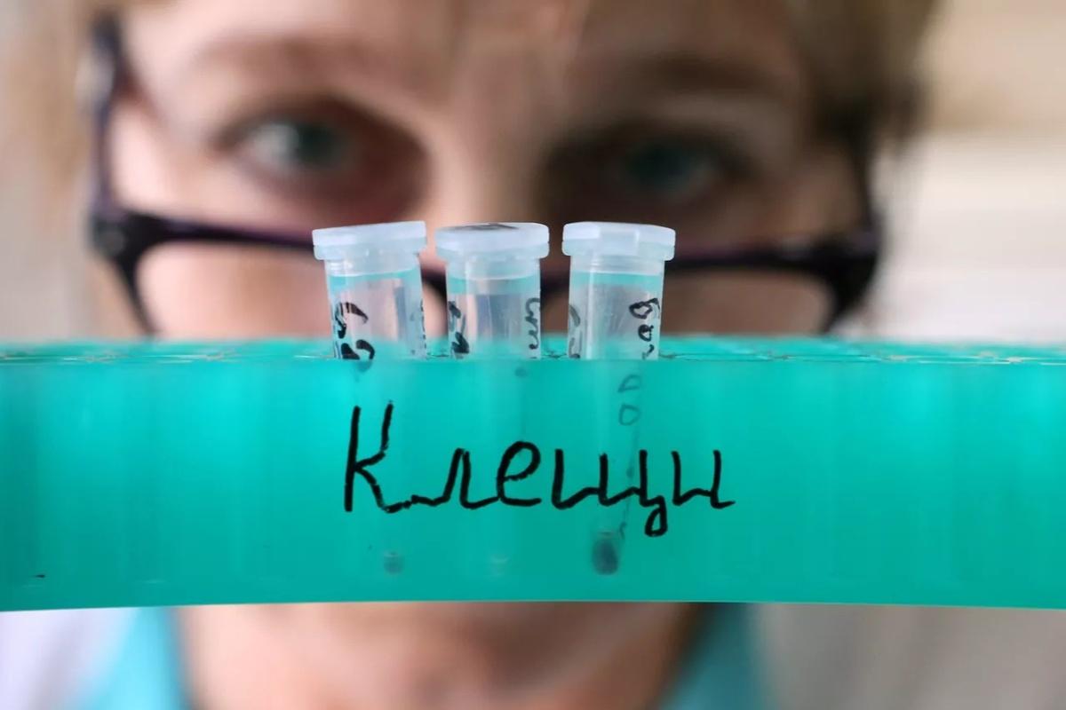 Врач Позднякова: Все чаще болезни, переносимые клещами, вызывают тяжелые последствия Врач Позднякова: Все чаще болезни, переносимые клещами, вызывают тяжелые последствия