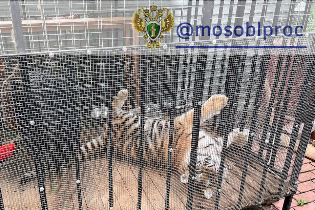 После проверки прокуроров у семьи из Подмосковья изъяли двух хищных животных После проверки прокуроров у семьи из Подмосковья изъяли двух хищных животных